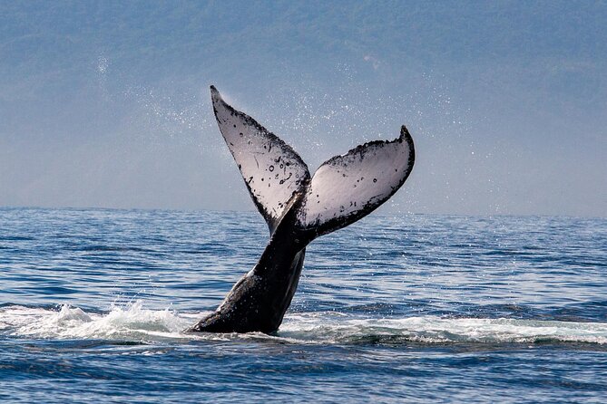 Whale Watching Cruise In Puerto Vallarta & Nuevo Vallarta - The international bar changes the character of the trip