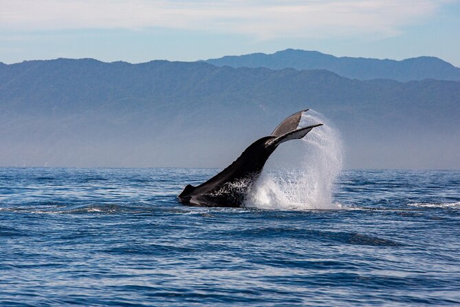 Whale Watching Cruise In Puerto Vallarta & Nuevo Vallarta - Is $99 a good value?