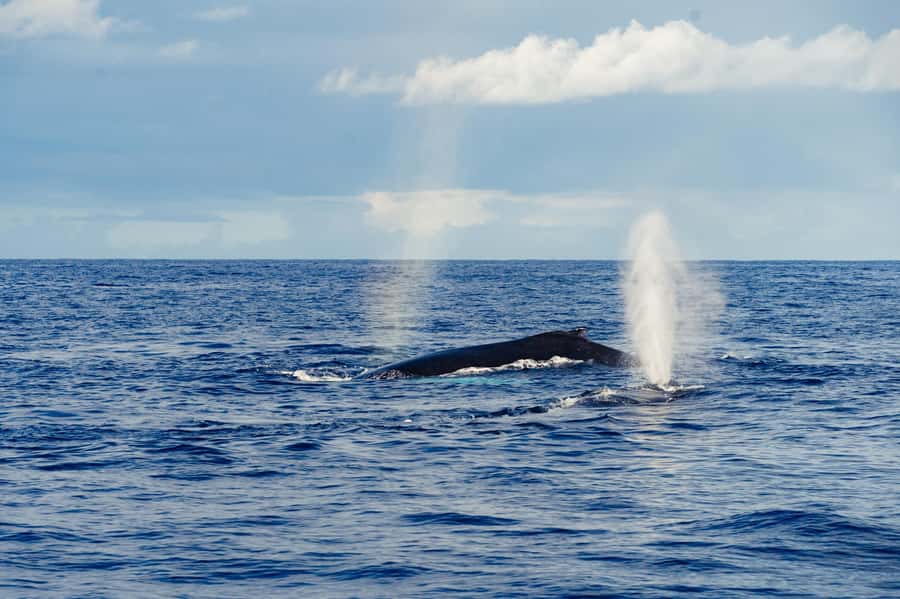 Whale Watching Cruise in Waikiki Oahu - SEE THE HUMPBACKS! - Starting at Kewalo Basin Harbor