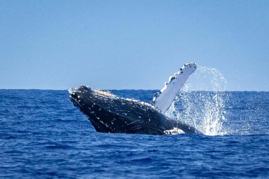 Whale Watching Cruise in Waikiki Oahu - SEE THE HUMPBACKS! - Why humpback season matters