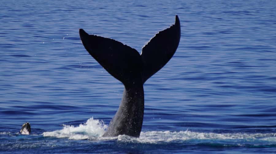Whale Watching Cruise in Waikiki Oahu - SEE THE HUMPBACKS! - Waikiki views when the whales stay hidden