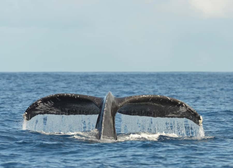 Whale Watching Cruise in Waikiki Oahu - SEE THE HUMPBACKS! - What is included for $80