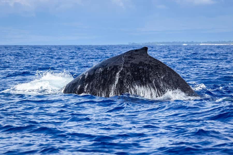 Whale Watching Cruise in Waikiki Oahu - SEE THE HUMPBACKS! - Who should book this cruise?