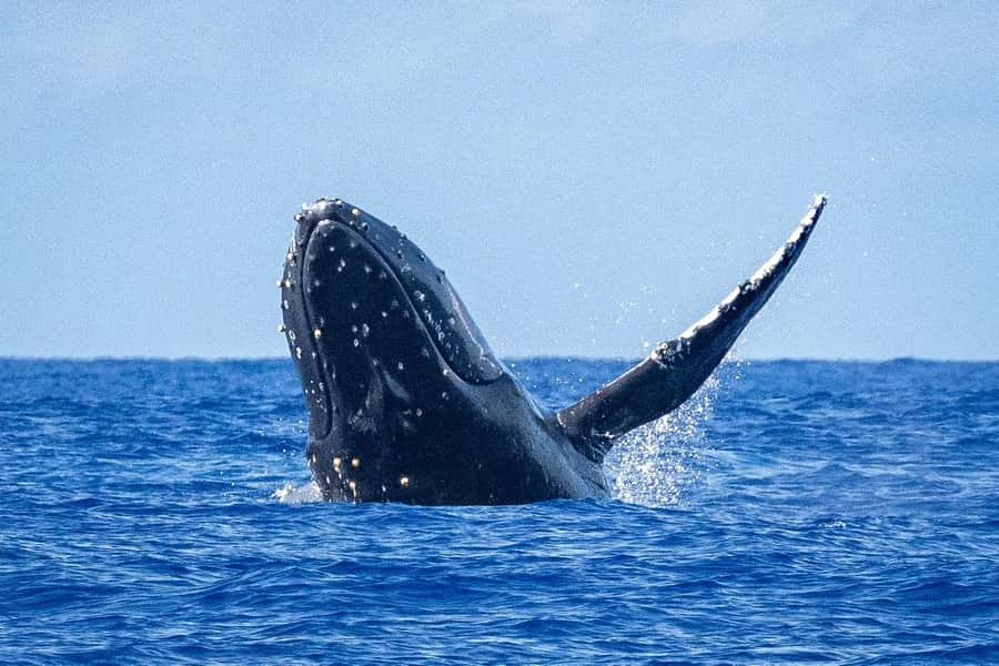 Whale Watching Cruise in Waikiki Oahu - SEE THE HUMPBACKS! - The 2.5-hour cruise off Waikiki