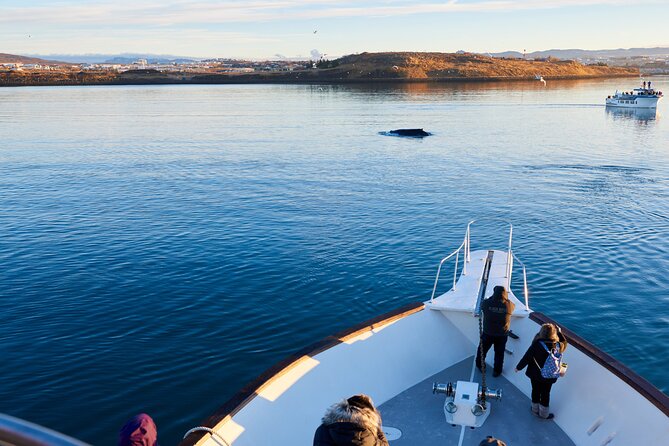 Whale Watching Cruise on a Yacht in Reykjavik - Searching Faxaflói Bay for whales