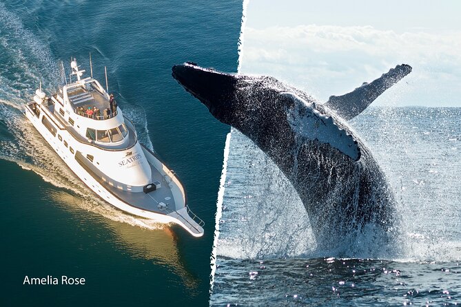 Whale Watching Cruise on a Yacht in Reykjavik - Passing Harpa and the Reykjavík shoreline