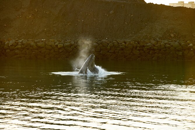 Whale Watching Cruise on a Yacht in Reykjavik - What the boat feels like for three hours