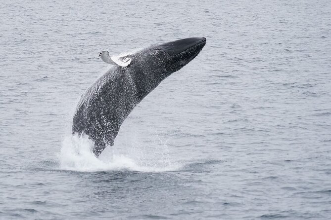 Whale Watching Cruise on a Yacht in Reykjavik - Choosing the right season and departure