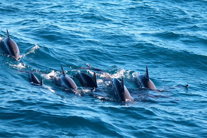 Whale Watching Day Trip to Mirissa From Colombo Or Negombo - Key points to know before booking