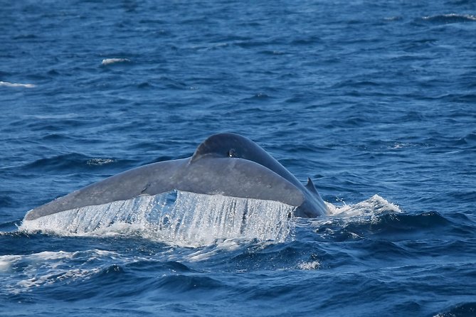 Whale Watching Day Trip to Mirissa From Colombo Or Negombo - What the Mirissa whale cruise is really like