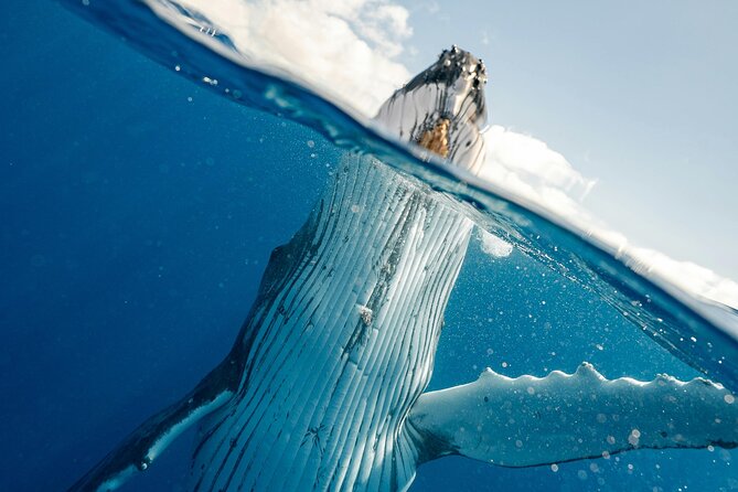 Whale watching DE Humpback West Coast of Tahiti - The Optional Water Entry Near the Whales