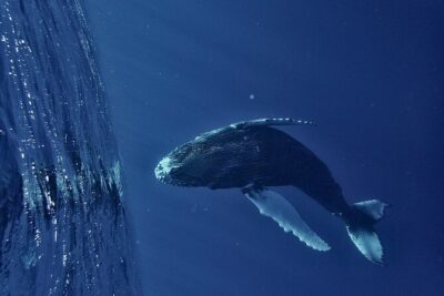 Whale watching DE Humpback West Coast of Tahiti