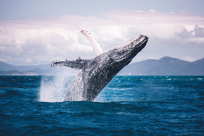 Whale watching DE Humpback West Coast of Tahiti - What the Four-Hour Schedule Feels Like