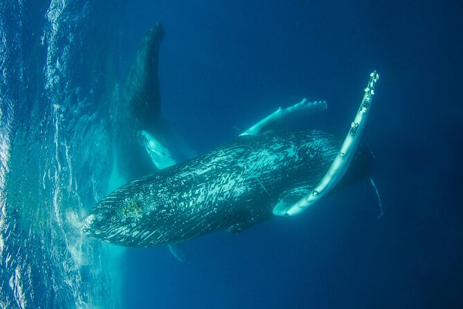 Whale watching DE Humpback West Coast of Tahiti - What the $167.34 Price Buys You