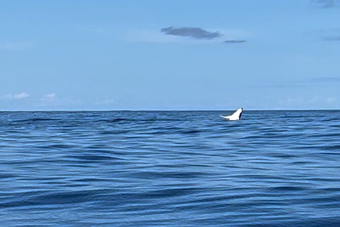 Whale watching DE Humpback West Coast of Tahiti - The Best Fit for This Whale Tour