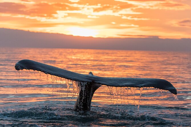 Whale watching DE Tahiti Peninsula - Safety, animal care, and the crew