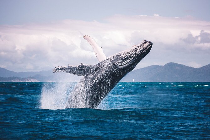 Whale watching DE Tahiti Peninsula - Is $188.27 a fair price?