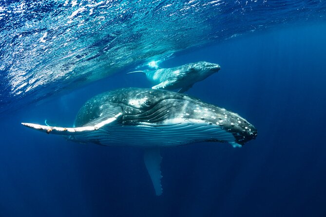 Whale watching DE Tahiti Peninsula - Who will enjoy this most?