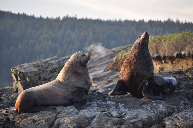 Whale Watching + Deception Pass Tour from Seattle - Why this Seattle day trip works so well