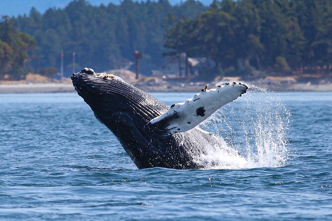 Whale Watching + Deception Pass Tour from Seattle - A seasonal picnic lunch instead of a quick roadside meal