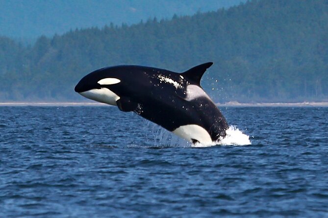Whale Watching + Deception Pass Tour from Seattle - Boarding the Anacortes whale-watching boat