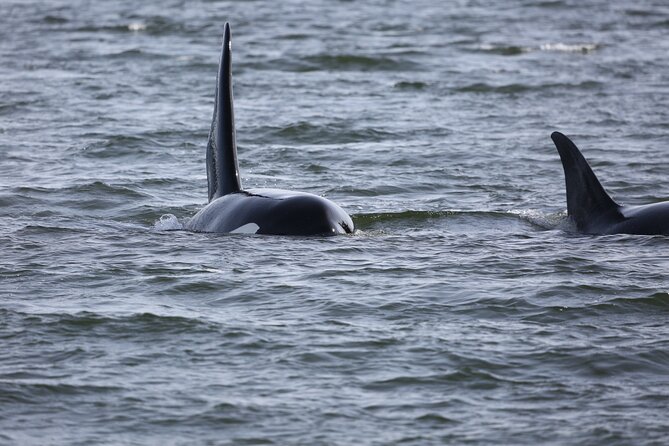 Whale Watching + Deception Pass Tour from Seattle - The guide makes the long day easier