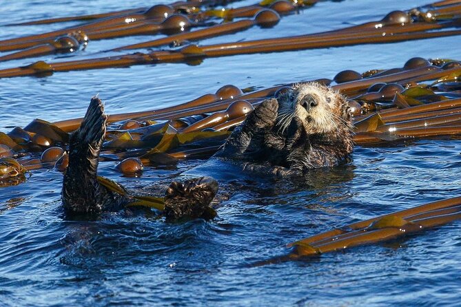 Whale Watching + Deception Pass Tour from Seattle - What the tour includes, and what that means for value