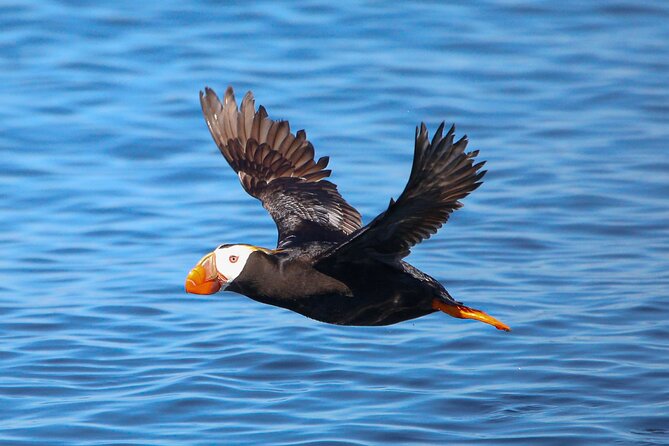 Whale Watching + Deception Pass Tour from Seattle - Who should book this 10.5-hour outing?