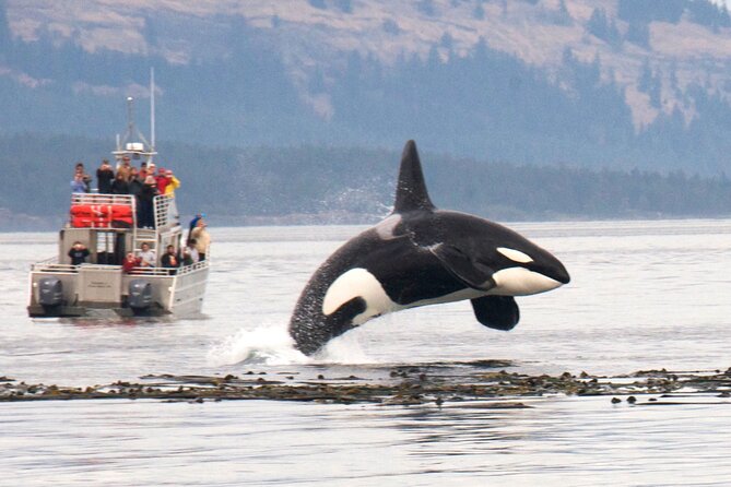 Whale Watching + Deception Pass Tour from Seattle - Morning pickup from downtown Seattle