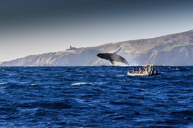 Whale Watching Dinner Cruise in Cabo San Lucas - Whale watching around Cabo San Lucas