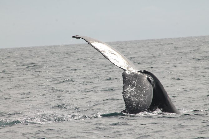 Whale Watching Dinner Cruise in Cabo San Lucas - What dinner really means on this cruise