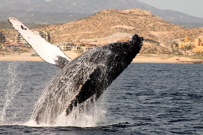 Whale Watching Dinner Cruise in Cabo San Lucas - Is the $110 price fair?