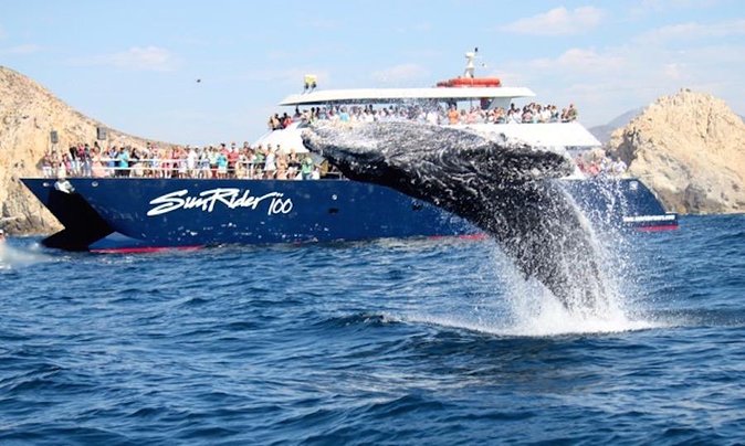 Whale Watching Dinner Cruise in Cabo San Lucas - The Arch of Cabo San Lucas is your first photo stop