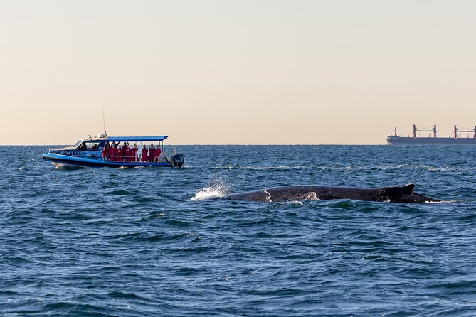 Whale Watching Discovery Tour from Lake Macquarie - Crossing Moon Island toward the whales