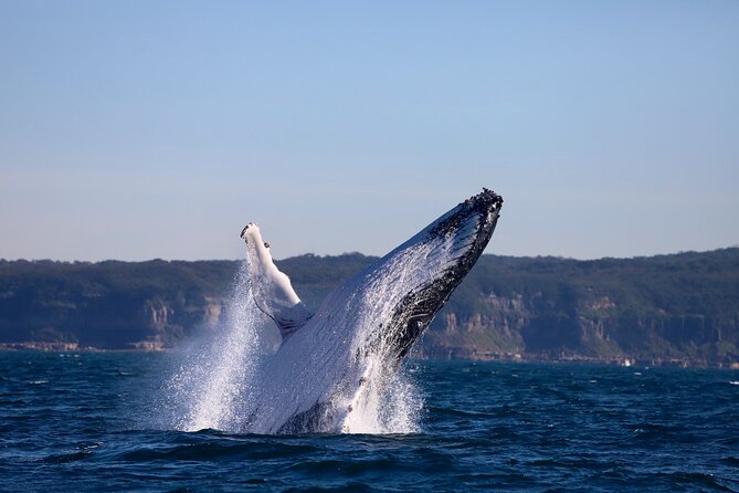 Whale Watching Discovery Tour from Lake Macquarie - The ride back past Caves Beach