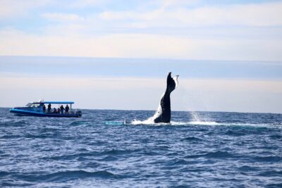 Whale Watching Discovery Tour from Lake Macquarie