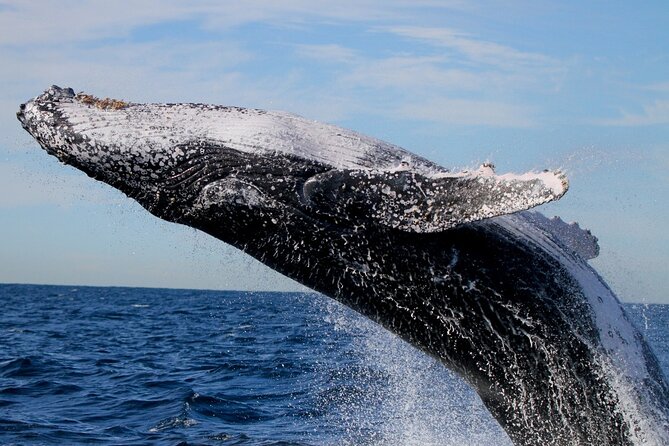 Whale Watching Discovery Tour from Lake Macquarie - Why the 12-person limit matters