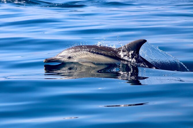 Whale Watching Discovery Tour from Lake Macquarie - Booking, weather, and timing advice