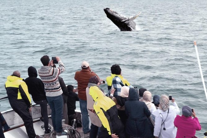 Whale Watching & Dolphin Yacht Cruise - Leaving Old Harbor for Faxafloi Bay