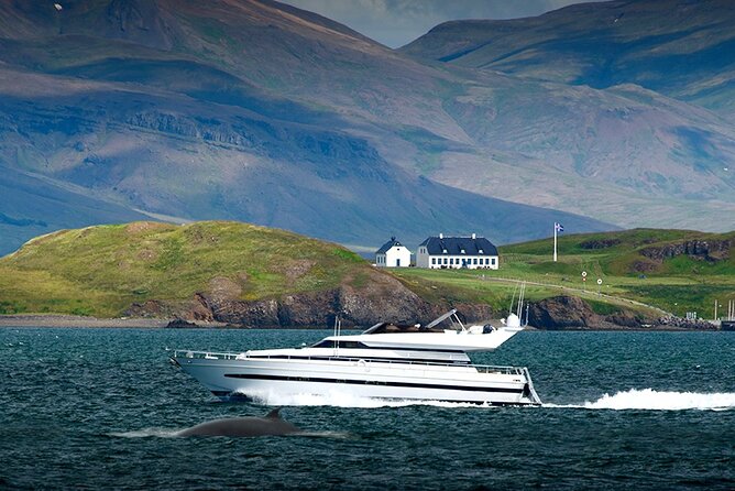 Whale Watching & Dolphin Yacht Cruise - Finding the Best View on Harpa or Amelia Rose