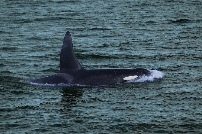 Whale Watching & Dolphin Yacht Cruise - Comfort, Motion, and Seasickness