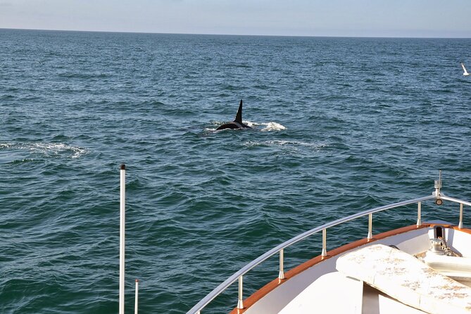 Whale Watching & Dolphin Yacht Cruise - How the Guides Shape the Experience