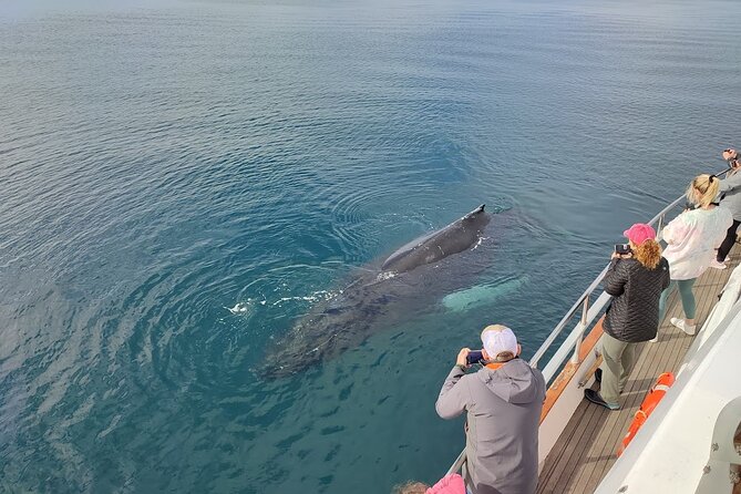 Whale Watching & Dolphin Yacht Cruise - A Respectful Way to Watch Whales