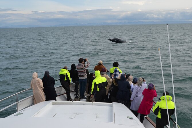Whale Watching & Dolphin Yacht Cruise - The First Search Across Faxaflói