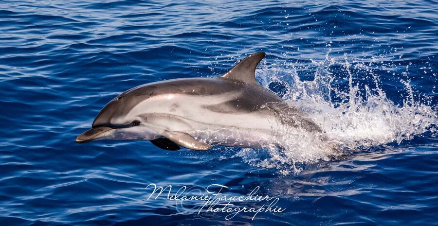 Whale-Watching, Dolphins & Whales from Bandol - Leaving Bandol port for the open sea