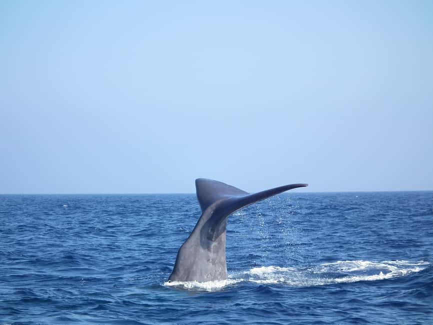 Whale-Watching, Dolphins & Whales from Bandol - Looking for dolphins, whales, and sperm whales