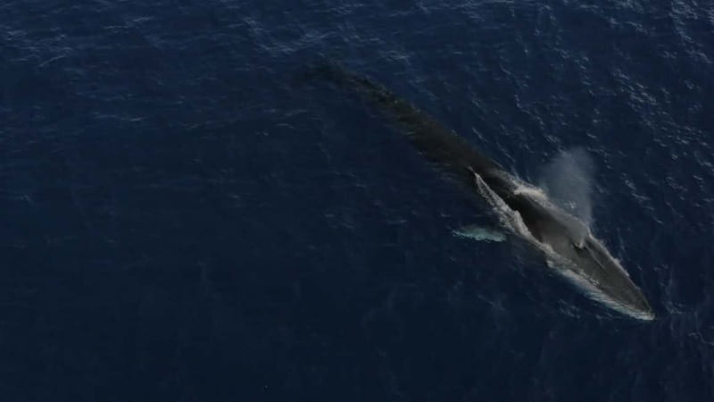Whale-Watching, Dolphins & Whales from Bandol - Learning from a French-speaking naturalist crew