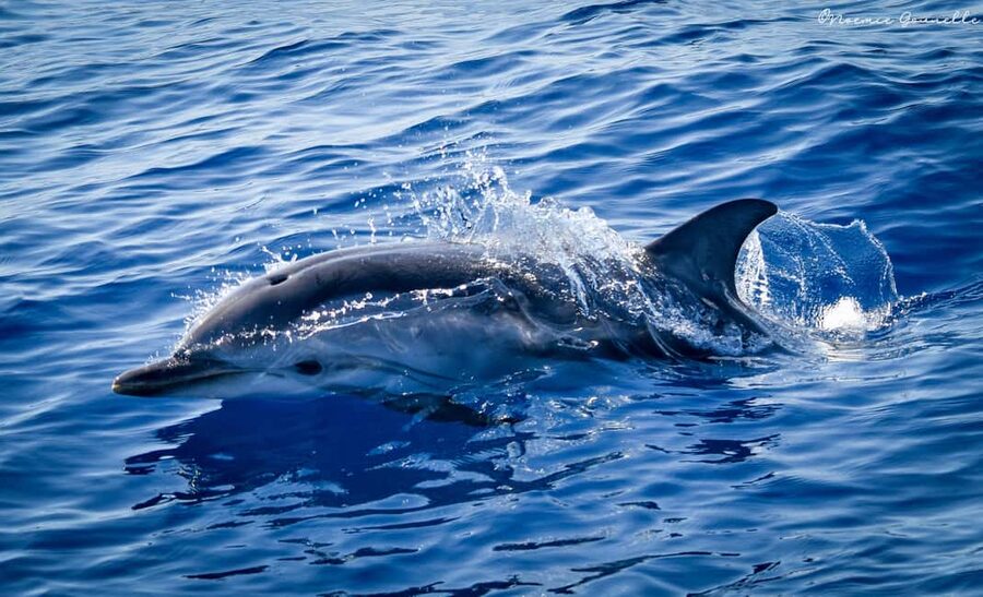 Whale-Watching, Dolphins & Whales from Bandol - Free photos without constant camera duty