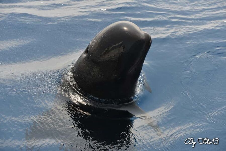 Whale-Watching, Dolphins & Whales from Bandol - Using the hydrophone to hear life below