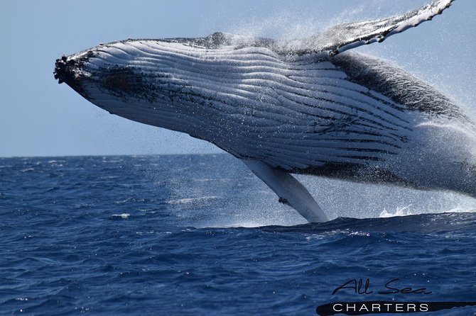 Whale Watching Dunsborough - Why Geographe Bay is a good whale-watching setting